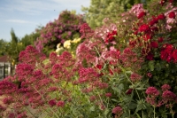Der Garten von Renate Polz (Foto Polz-Garten)