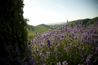 Der Garten von Renate Polz (Foto Polz-Garten)