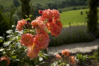 Der Garten von Renate Polz (Foto Polz-Garten)