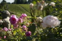 Der Garten von Renate Polz (Foto Polz-Garten)