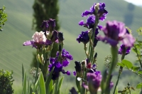 Der Garten von Renate Polz (Foto Polz-Garten)