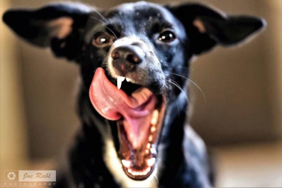 Eines der Lieblingsmotive von Fotograf Joe Rabl: Sein Hund Sämi. (Foto Joe Rabl)