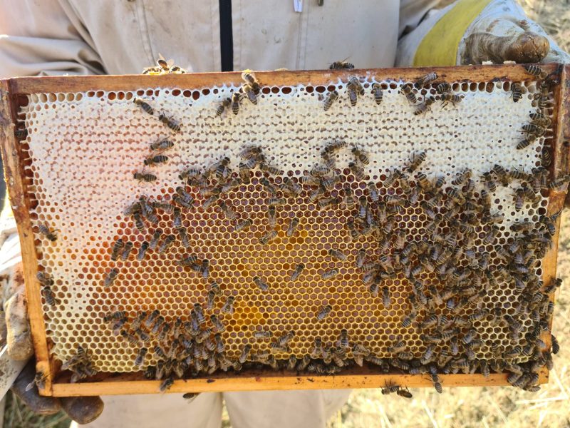 Bienen erzeugen nicht nur köstlichen Honig, sie haben auch eine unentbehrliche Aufgabe in unserem Ökosystem. (Foto Weingut Hirschmugl)