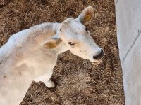 Cheyenne Ochsenknecht und Nino Sifkovits auf ihrem ChianinaHof im steirischen Dobl bei Graz. (Foto Hedi Grager)