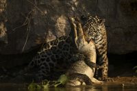 Steirische Fotografen räumen beim europäischen FEP-Award ab, u.a. Philipp Malli mit "Killer Instinct". (Foto Philipp Malli)