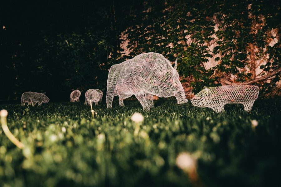 Domestic and Wild von Katja Paternoster bei Klanglicht 2017. (Foto Lupi Spuma)